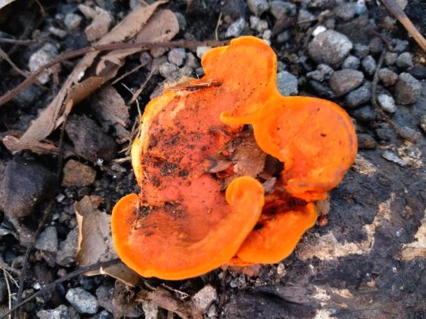 istock yellow fungus growing on damp tree trunks 1401652137