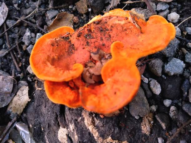 istock yellow fungus growing on damp tree trunks 1401652222