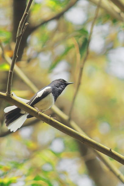a male oriental magpie robin (copsychus saularis) perching on a branch, in a tropical forest in india a male oriental magpie robin (copsychus saularis) perching on a branch, in a tropical forest in india oriental magpie robin bird copsychus saularis perching on a branch stock pictures, royalty-free photos & images