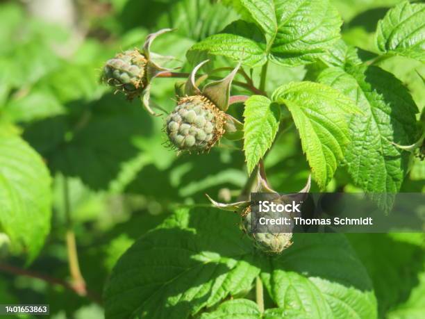 Himbeeren Stock Photo - Download Image Now - Berry, Berry Fruit, Close-up