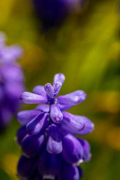 istock Muscari flower in meadow, close up shoot 1401655732