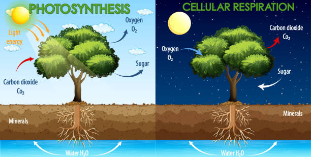 illustrations, cliparts, dessins animés et icônes de diagramme montrant le processus de photosynthèse et la respiration cellulaire - photosynthèse