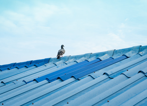 Pigeon bird stands on blue tiled roof that contrasts with the sky.