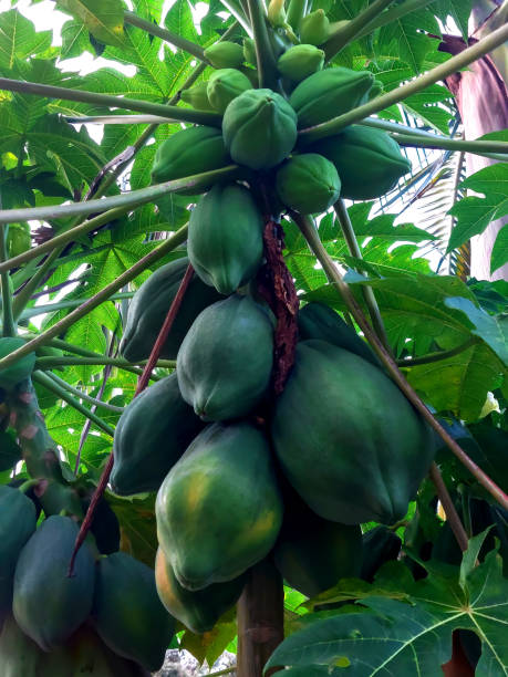 istock Papayas unripe hanging on a tree 1401660405