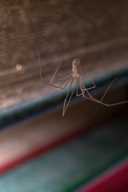 istock macro shot of a spider with books 1401660495