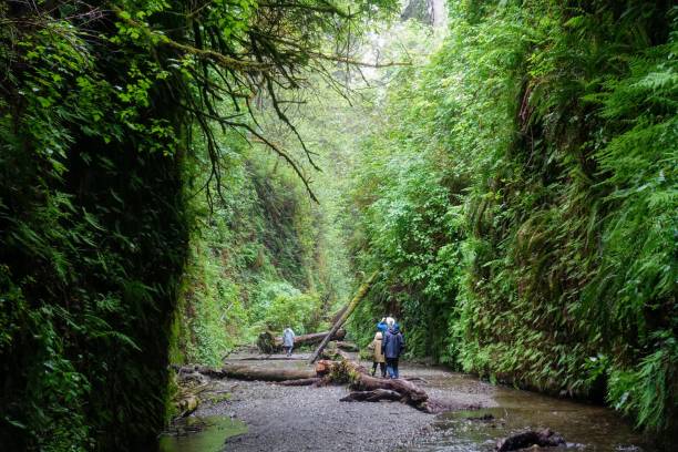 A family hiking through fern canyon with walls of ferns, a beautiful site in prairie creek redwoods state park, California, United States. stock photo