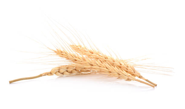 зерна ячменя изолированы на белом фоне - barley стоковые фото и изображения
