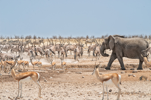 Elephant defends waterhole against zebras, oryx and impalas. Etosha national park, Namibia, Africa