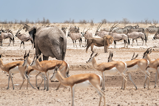 Elephant defends waterhole against lion, zebras, oryx and impalas. Etosha national park, Namibia, Africa