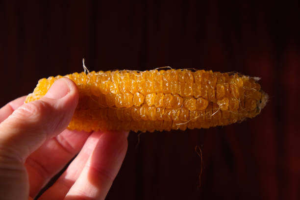 istock Dry corn cob in a woman's hand in the sunlight. Corn seeds. 1401666063