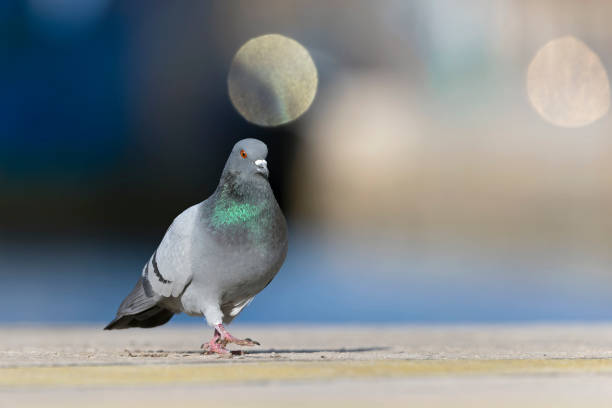istock A Rock Pigeon (Columba livia) foraging in the harbor. 1401667286