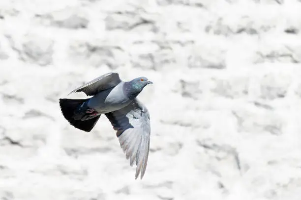 Photo of A Rock Pigeon (Columba livia) in flight.