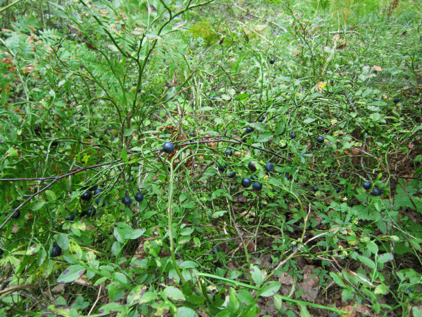 istock Forest clearing with blueberry bushes. 1401667940