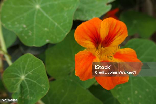 Orange Nasturtium Flower In Bloom Stock Photo - Download Image Now - Blossom, Botany, Close-up
