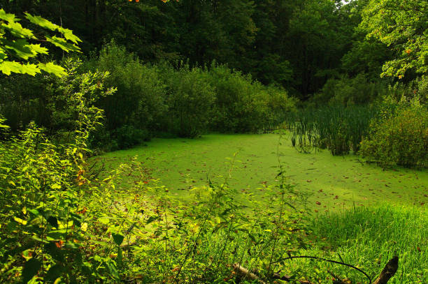 Small pond overgrown with duckweed in the forest. Sunny summer day.