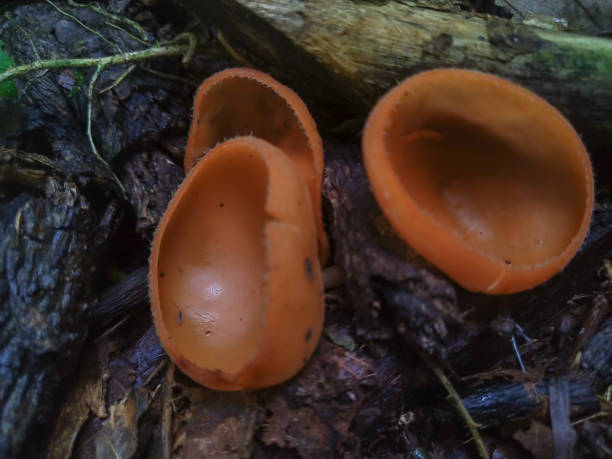 istock Orange mushroom that resembles a cup 1401669175