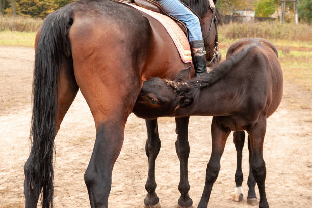 istock A colt with burrs in its mane sucks milk from its mother. 1401669971
