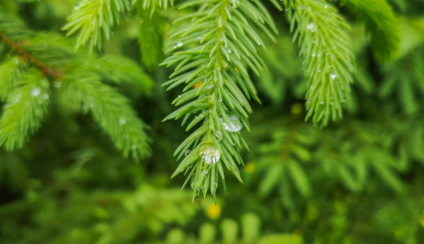 Young shoots on a Christmas tree branch after rain stock photo