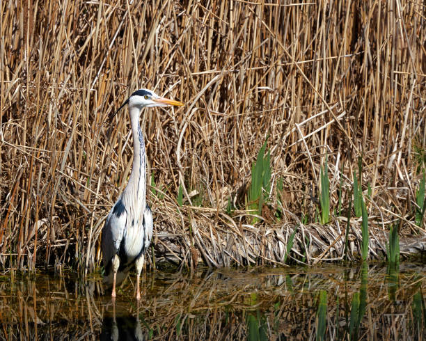 istock heron standing in water on the shore 1401671493