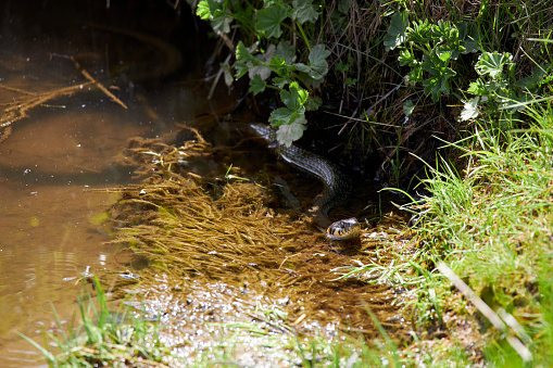 grass snake in water on the shore