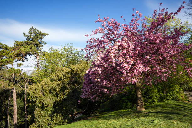 istock Japanese cherry blossom in spring 1401672498