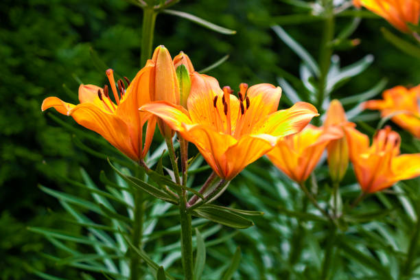 istock orange lily on a background of green leaves 1401674510