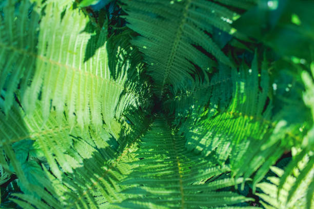 istock The sun's rays fall on the fern. 1401676702