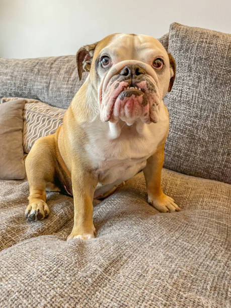istock Young female bulldog on sofa 1401677140