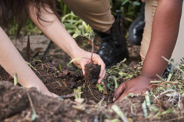 istock Two unrecognizable farmers planting tomato seedlings into the ground. 1401678283