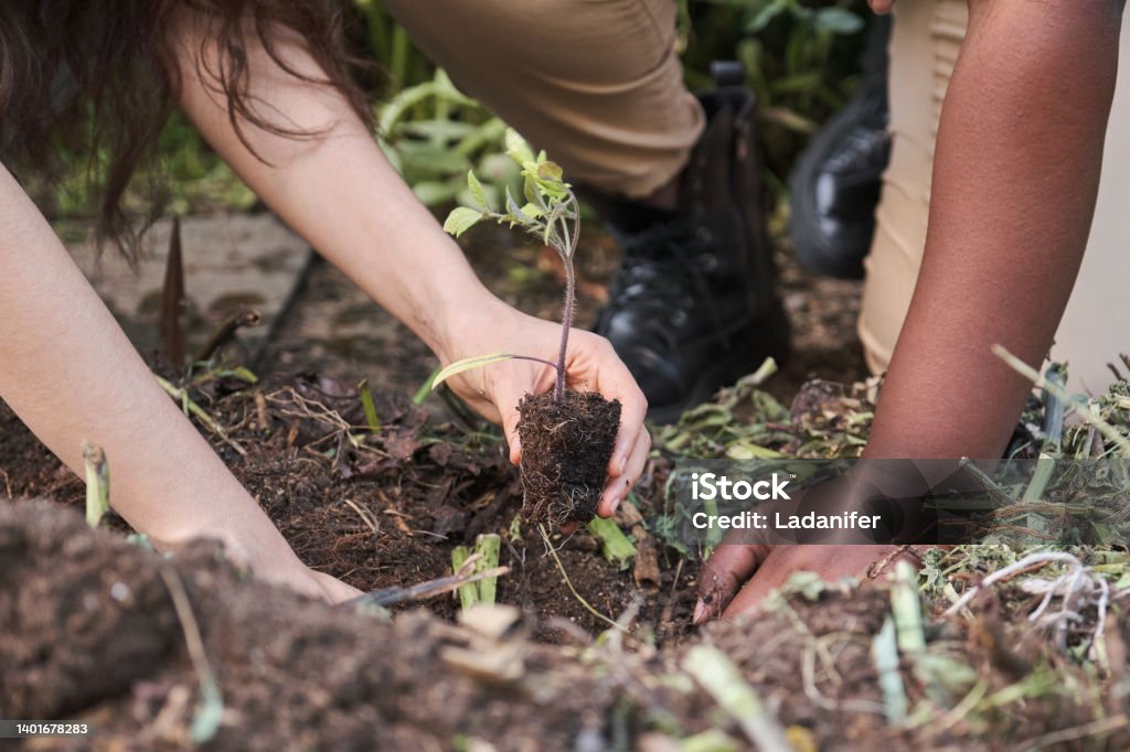 Two unrecognizable farmers planting tomato seedlings into the ground. Two unrecognizable young female farmers planting tomato seedlings from a seedbed into the ground. Urban garden volunteers. Urban Garden Stock Photo