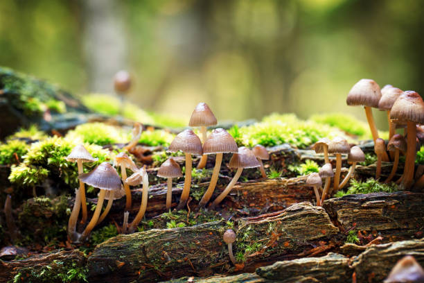 грибы mycena haematopus - moss toadstool фотографии стоковые фото и изображения