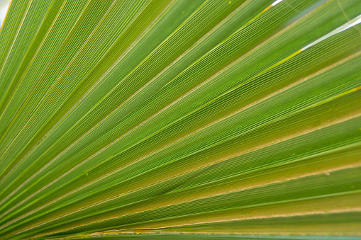 Fan palm trees grouped together.