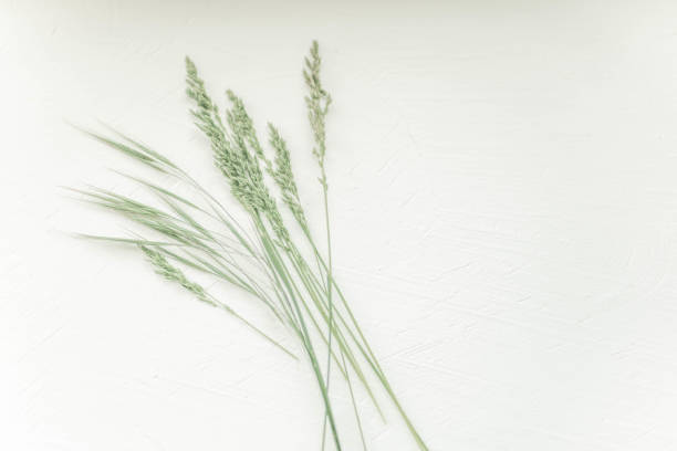 istock Summer botanical floral composition with green herbs on white textured table 1401681386