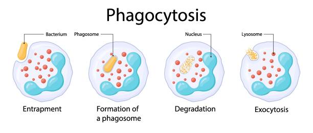 ilustrações de stock, clip art, desenhos animados e ícones de phagocytosis. neutrophil. absorption of bacteria. mechanism of the immune system. vector. medical illustration. - macrophage human immune system cell biology