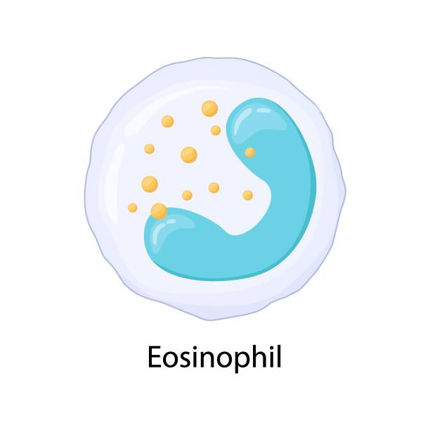 ilustrações, clipart, desenhos animados e ícones de eosinófilo, leucócito, ilustração vetorial. - immune cell