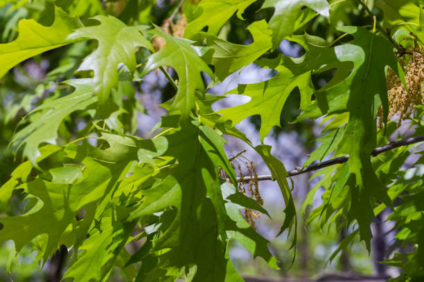 istock Branches of red oak with young leaves and withered catkins 1401681863