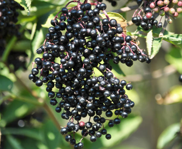 istock Bunch of elderberries with ripe berries 1401684849