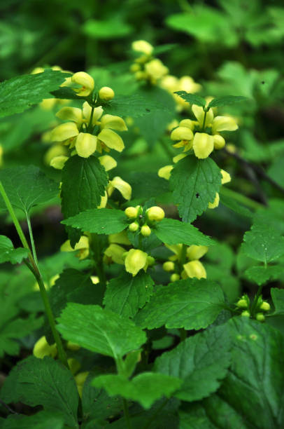 It blooms in the wild deaf nettle yellow (Lamium galeobdolon)
