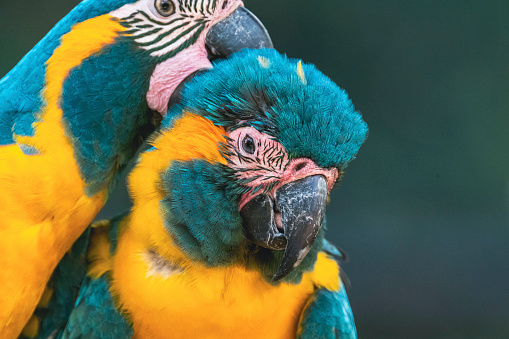 Close-up of wild blue and yellow parrots on green nature background. Ultra high resolution image.