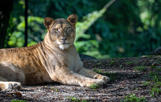An African lion in an aviary. A magnificent predator with a thick mane lies on the ground