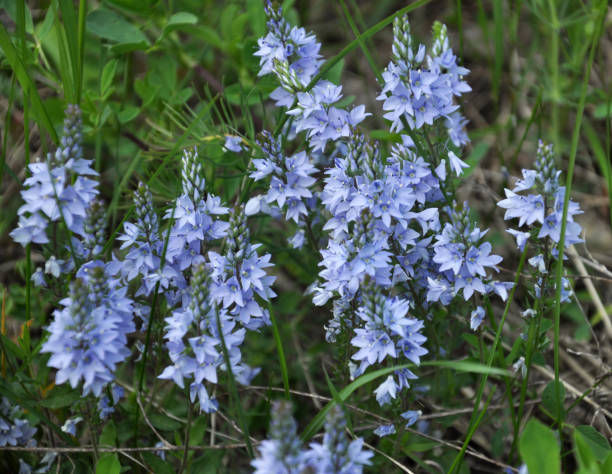istock In the spring, the Veronica prostrata blooms among the herbs 1401686558