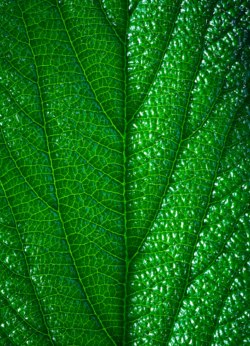 Macro abstract image depicting the veins and interconnecting lines on a green leaf in nature.