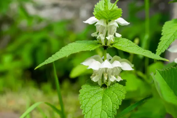 white nettle flowers background with green leaves
