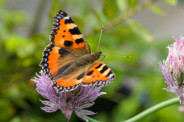 istock a Small Tortoiseshell on a pink blossom 1401689973