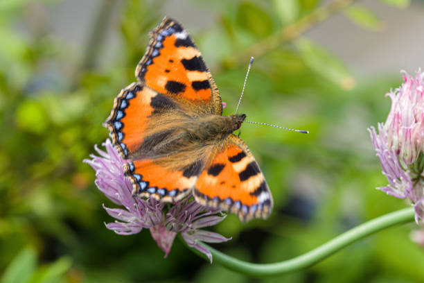 istock a Small Tortoiseshell on a pink blossom 1401689974