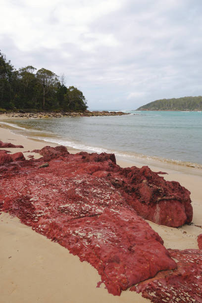 istock Pambula, NSW, Australia 1401690296