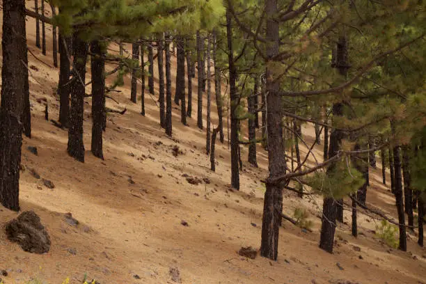 Photo of La Palma, landscapes along the long-range popular hiking route Ruta de Los Volcanes