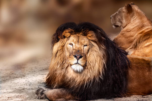istock Lion and lioness couple with blurred background 1401691211