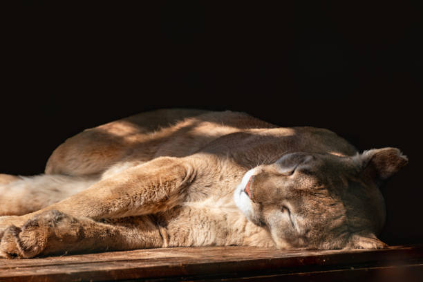 istock Cougar wild cat animal sleeping, black background 1401691257