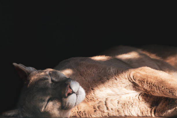 Cougar wild cat animal sleeping, black background